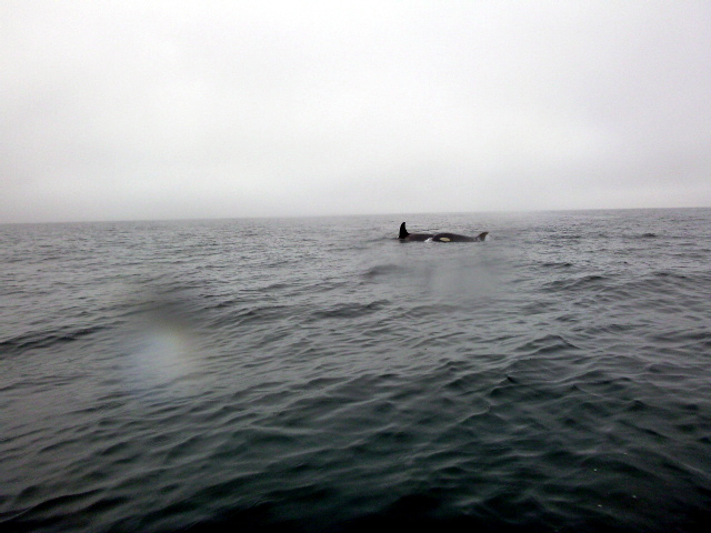 Name:  orcas.jpg
Views: 1579
Size:  140.0 KB