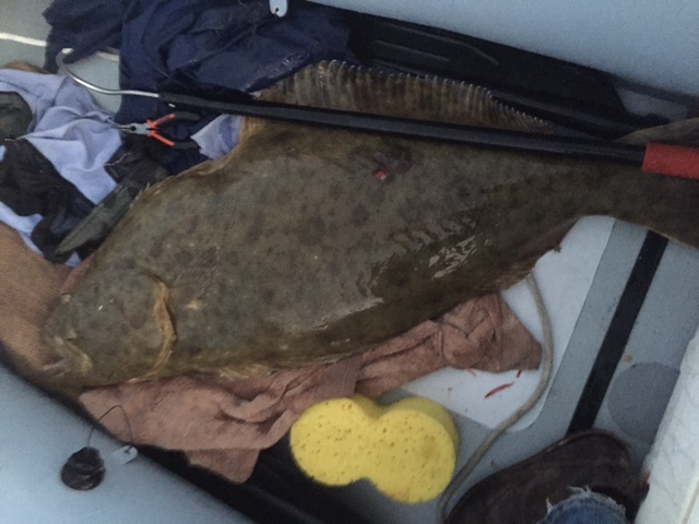 Name:  Halibut 2.JPG
Views: 1554
Size:  102.3 KB