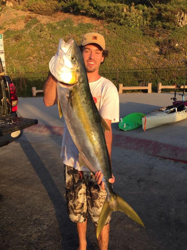 Name:  yellowtail1.jpg
Views: 2333
Size:  89.6 KB