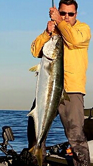 Name:  yellowtail 2017Feb.jpg
Views: 1844
Size:  69.8 KB