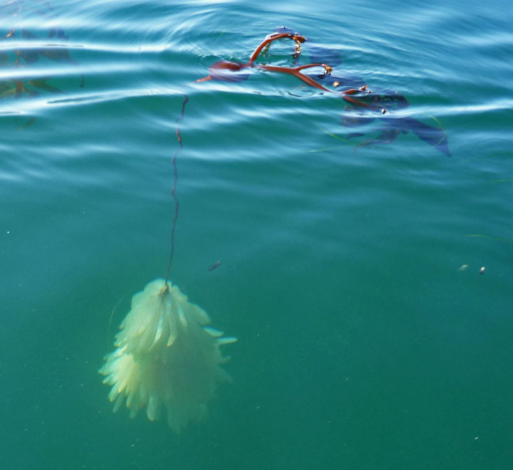 Name:  Squid-Eggs.jpg
Views: 6945
Size:  48.3 KB