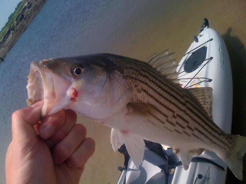 Name:  Striper.jpg
Views: 1231
Size:  54.2 KB