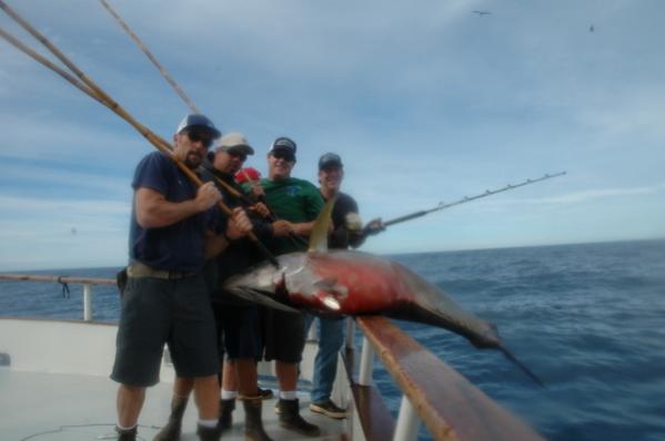 American Angler 225 lb yellowfin