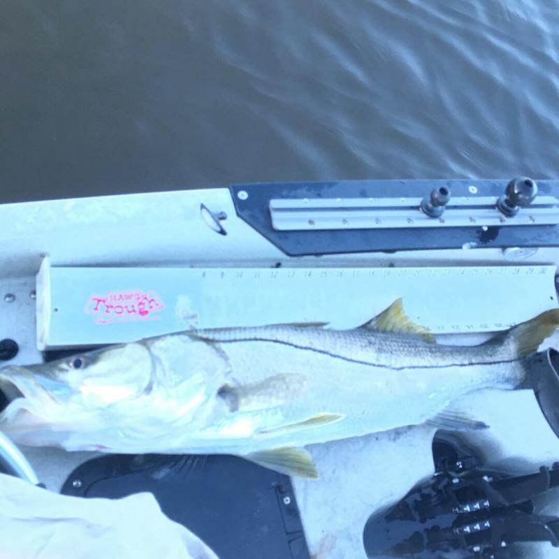 Florida Snook