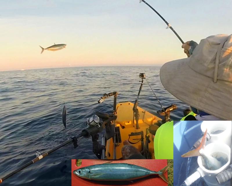 Redtailed Scad aka Speedos are like the "live squid" of baits for enticing trophy game fish like Wahoo.  They are hard to keep alive in a kayak livewell.  An Extreme Kayak Torunament participant won 2 tournaments back to back using them.  Bait kept in a boat livewell and passed to user during tournament.  This practice was banned.