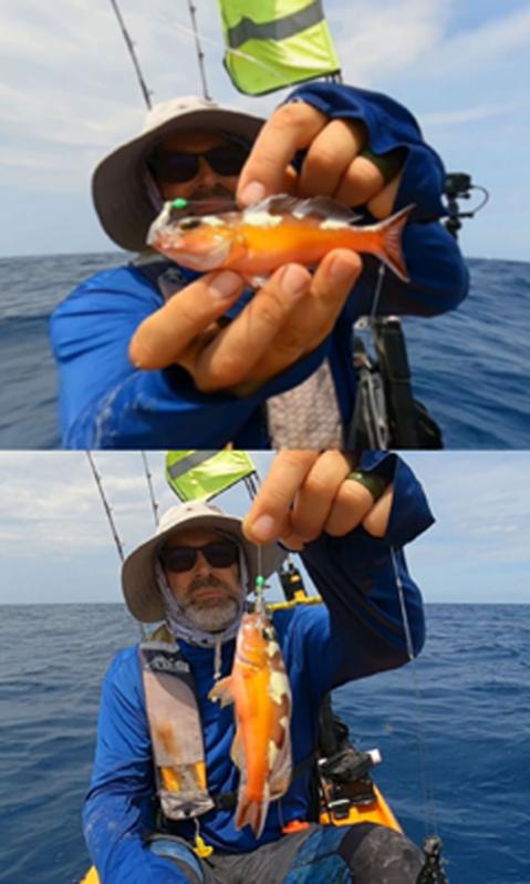 Tobacco Fish