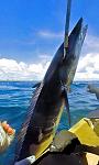 Wahoo coming over the rail of a Pro Angler 14