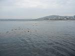 La Jolla when it still had a Kelp Forest