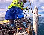 Gaffing a King Mackerel