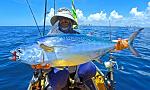 Little Tunny - AKA False Albacore, Floridians call these bonito as the Atlantic Bonito is less common down here.