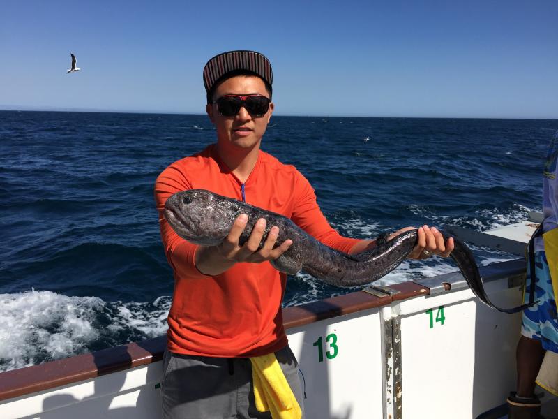 Wolf eel