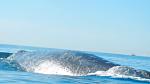 Grey whale off La Jolla 12/31/2013, he took my flyline mac and started to take me on a sleigh ride. I had to cut the braid line so as not to loose...