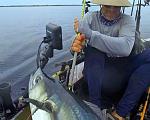 Pulling a big King Mackerel aboard