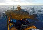 Black Grouper - about to be released (Out of season)