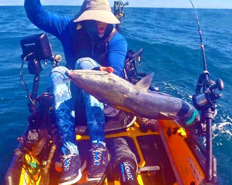 Great Barracuda on Vertical jig