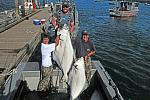 Taylor Charters Glacier Bay 175 & 135 lb halibut