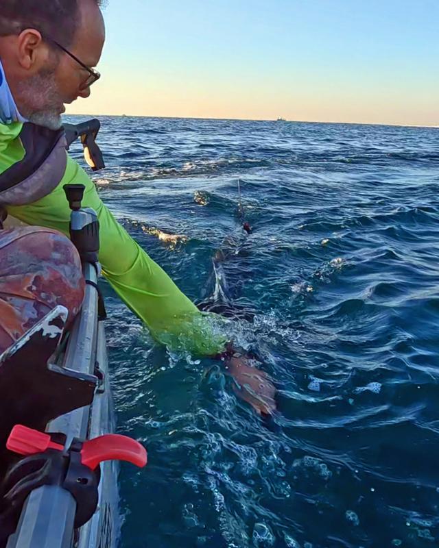 Reviving a sailfish on a motorized Kayak.