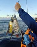 Risk of landing a Blackfin Tuna near a wreck.