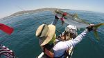 La Jolla 20 lb Yellowtail 6 16 17, pulled out of heavy kelp in 57 feet of water.