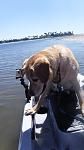 Holly going for her first Kayak ride. Mission Bay 9/19/18