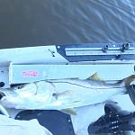 Florida Snook