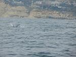 Pod of Porpoises swimming by at LJ