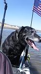 Toby going for his first kayak ride. Mission Bay 9/19/18