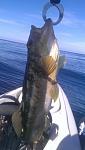 One of several calicos caught at Dana Point on SEP 1st 2013.