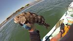 SD Bay Spottie (released)