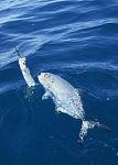 Aggressive Blue Runner bit off the tail of my ballyhoo and got hooked on the stinger hook.