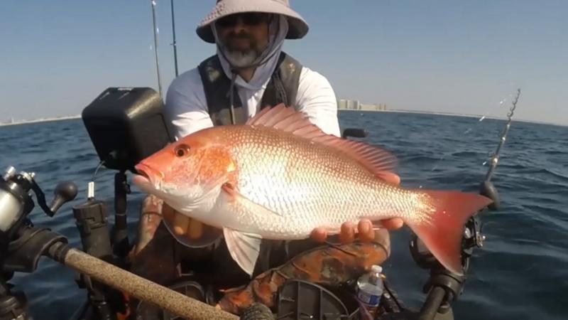 American Red Snapper