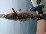 22" Lingcod from LJ Ling spot.