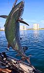 Fat girl King Mackerel full of roe, on the gaff.