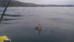 Southern California Kelp Crab off Dana Point - 6/20/13