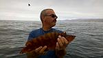 2013 07 28 giant kelp fish released
