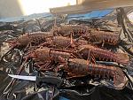 LOBSTERFEST 2018