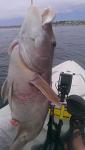 18" Sheephead off Solana Kelp - 7/28  (Took cut mac)