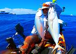 Double Baby Amberjacks