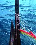 I had just sharpened the hooks hoping for a Wahoo, instead, the hook was so sharp it sank right through the hard bony middle of a Sailfish's Bill. ...