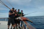 American Angler 225 lb yellowfin